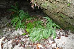 Sticherus tener. Habitat, in colluvium under rock overhang. 
 Image: L.R. Perrie © Te Papa 2012 CC BY-NC 3.0 NZ